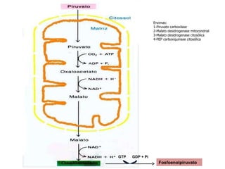 Enzimas: 1-Piruvato carboxilase 2-Malato desidrogenase mitocondrial 3-Malato desidrogenase citosólica 4-PEP carboxiquinase citosólica  Fosfoenolpiruvato GTP  GDP + Pi 
