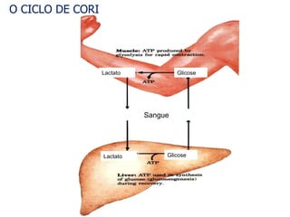 O CICLO DE CORI Glicose Glicose Lactato Lactato Sangue 