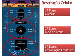 Respiração Celular 1ª Etapa: Glicólise 2ª Etapa: Ciclo de Krebs 3ª Etapa: Fosforilação Oxidativa 
