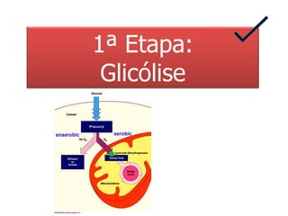 1ª Etapa: Glicólise 