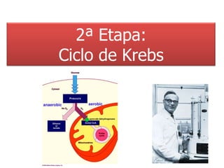 2ª Etapa: Ciclo de Krebs 