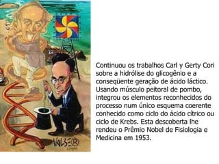 Continuou os trabalhos Carl y Gerty Cori sobre a hidrólise do glicogênio e a conseqüente geração de ácido láctico. Usando músculo peitoral de pombo, integrou os elementos reconhecidos do processo num único esquema coerente conhecido como ciclo do ácido cítrico ou ciclo de Krebs. Esta descoberta lhe rendeu o Prêmio Nobel de Fisiologia e Medicina em 1953. 