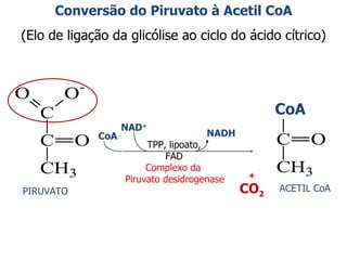 Conversão do Piruvato à Acetil CoA (Elo de ligação da glicólise ao ciclo do ácido cítrico) PIRUVATO ACETIL CoA + CO 2 CoA NAD + TPP, lipoato, FAD NADH Complexo da  Piruvato desidrogenase CoA 