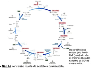 Não há  conversão líquida de acetato a oxaloacetato. Os carbonos que entram pelo Acetil-CoA (rosa) não são os mesmos liberados na forma de CO 2  na mesma volta.  