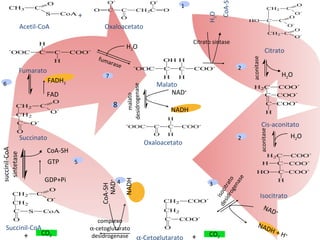 GTP CoA-SH GDP+Pi Acetil-CoA + Oxaloacetato Citrato Cis-aconitato aconitase Citrato sintase Isocitrato aconitase  -Cetoglutarato isocitrato  desidrogenase CO 2 + Succinil-CoA complexo  -cetoglutarato desidrogenase Succinato succinil-CoA sintetase Fumarato H 2 O Malato Oxaloacetato malato desidrogenase fumarase CO 2 + 7 8 NAD + NADH + H + 1 H 2 O CoA-SH H 2 O 3 H 2 O CoA-SH NAD + NADH FAD FADH 2 2 2 4 5 6 NAD + NADH 