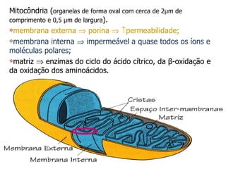 Mitocôndria ( organelas de forma oval com cerca de 2 µm de comprimento e 0,5 µm de largura ). membrana externa    porina      permeabilidade; membrana interna    impermeável a quase todos os íons e moléculas polares; matriz    enzimas do ciclo do ácido cítrico, da  β -oxidação e da oxidação dos aminoácidos. 