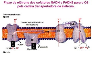 Fluxo de elétrons dos cofatores NADH e FADH2 para o O2 pela cadeia transportadora de elétrons. e-  e- e- e- 