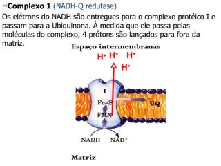 Complexo 1  (NADH-Q redutase) Os elétrons do NADH são entregues para o complexo protéico I e passam para a Ubiquinona. À medida que ele passa pelas moléculas do complexo, 4 prótons são lançados para fora da matriz. H + H + H + H + 