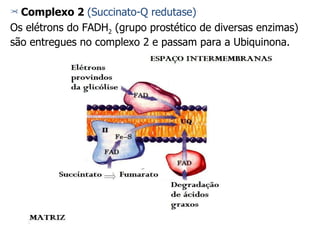 Complexo 2  (Succinato-Q redutase) Os elétrons do FADH 2  (grupo prostético de diversas enzimas) são entregues no complexo 2 e passam para a Ubiquinona. 