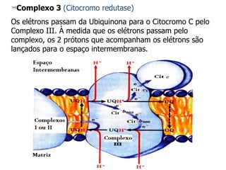 Complexo 3  (Citocromo redutase) Os elétrons passam da Ubiquinona para o Citocromo C pelo Complexo III. À medida que os elétrons passam pelo complexo, os 2 prótons que acompanham os elétrons são lançados para o espaço intermembranas. 