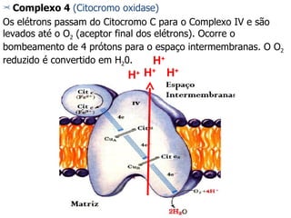 Complexo 4  (Citocromo oxidase) Os elétrons passam do Citocromo C para o Complexo IV e são levados até o O 2  (aceptor final dos elétrons). Ocorre o bombeamento de 4 prótons para o espaço intermembranas. O O 2  reduzido é convertido em H 2 0. H + H + H + H + 