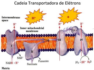 Cadeia Transportadora de Elétrons H + + 