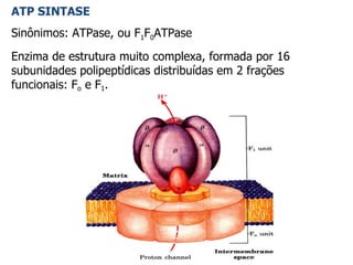 ATP SINTASE Sinônimos: ATPase, ou F 1 F 0 ATPase Enzima de estrutura muito complexa, formada por 16 subunidades polipeptídicas distribuídas em 2 frações funcionais: F o  e F 1 . 