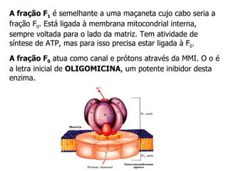 A fração F 1  é semelhante a uma maçaneta cujo cabo seria a fração F 0 . Está ligada à membrana mitocondrial interna, sempre voltada para o lado da matriz. Tem atividade de síntese de ATP, mas para isso precisa estar ligada à F 0 . A fração F 0  atua como canal e prótons através da MMI. O o é a letra inicial de  OLIGOMICINA , um potente inibidor desta enzima. 