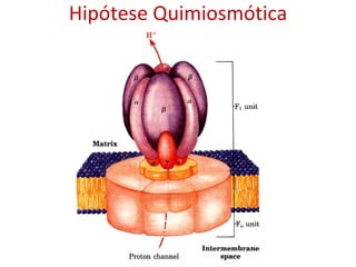 Hipótese Quimiosmótica 