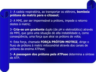 1- A cadeia respiratória, ao transportar os elétrons,  bombeia prótons da matriz para o citossol ; 2- A MMI, por ser impermeável a prótons, impede o retorno destes à matriz; 3-  Cria-se um gradiente  duplo (de pH e eletrostático) através da MMI, que gera uma situação de alta instabilidade e, como conseqüência, uma força que atrai os prótons de volta; 4- Esta força, chamada  FORÇA PRÓTON-MOTRIZ , dirige o fluxo de prótons à matriz mitocondrial através dos canais de prótons da enzima ATPase; 5-  A passagem dos prótons pela ATPase  determina a síntese de ATP. 