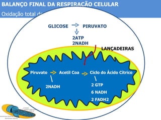 BALANÇO FINAL DA RESPIRAÇÃO CELULAR Oxidação total de uma molécula de glicose.  Piruvato  Acetil Coa  Ciclo do Ácido Cítrico 2NADH 2 GTP 6 NADH 2 FADH2 GLICOSE  PIRUVATO 2ATP 2NADH LANÇADEIRAS 