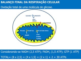Considerando-se NADH (2,5 ATP); FADH 2  (1,5 ATP); GTP (1 ATP) TOTAL= (8 x 2,5) + (4 x 1,5) + (2 x 1) + 2 = 30 ATPs BALANÇO FINAL DA RESPIRAÇÃO CELULAR Oxidação total de uma molécula de glicose.  Piruvato  Acetil Coa  Ciclo do Ácido Cítrico 2NADH 2 GTP 6 NADH 2 FADH2 GLICOSE  PIRUVATO 2ATP 2NADH LANÇADEIRAS 
