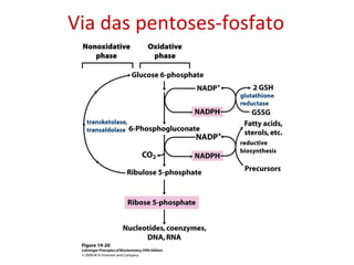 Via das pentoses-fosfato 