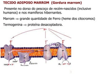 TECIDO ADIPOSO MARROM  (Gordura marrom) Presente no dorso do pescoço de recém-nascidos (inclusive humanos) e nos mamíferos hibernantes. Marrom    grande quantidade de Ferro (heme dos citocromos) Termogenina    proteína desacopladora. 