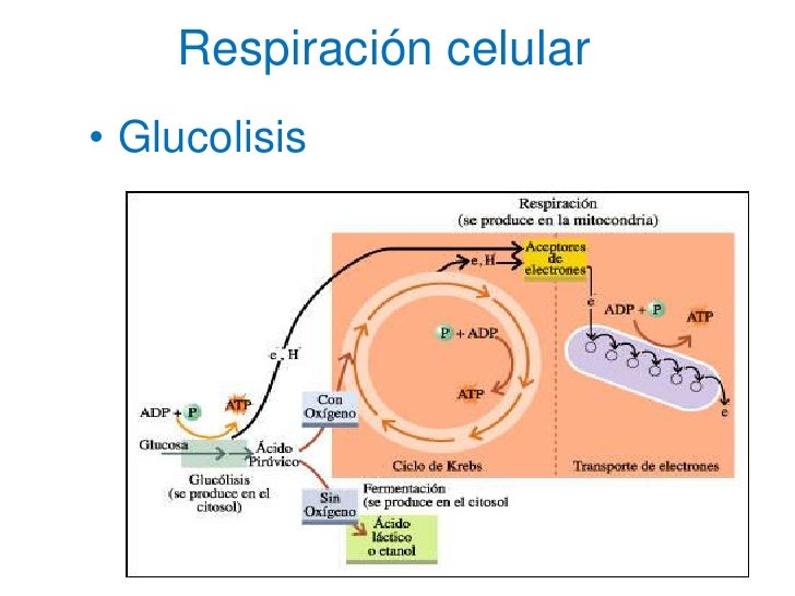 Ideas para ayudarle con metabolismo ralentizado