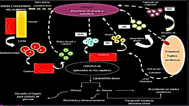 Nos daría las gracias en metabolismo cerebral