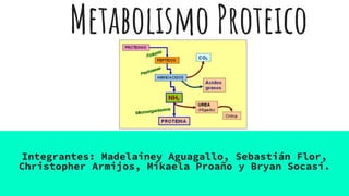 Metabolismo Proteico
Integrantes: Madelainey Aguagallo, Sebastián Flor,
Christopher Armijos, Mikaela Proaño y Bryan Socasi.
 