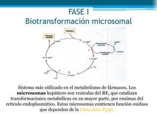 FASE I
Biotransformación microsomal
Sistema más utilizado en el metabolismo de fármacos, Los
microsomas hepáticos son vesículas del RE, que catalizan
transformaciones metabólicas en su mayor parte, por enzimas del
retículo endoplasmático. Estos microsomas contienen función oxidasa
que dependen de la Citocromo P450.
 