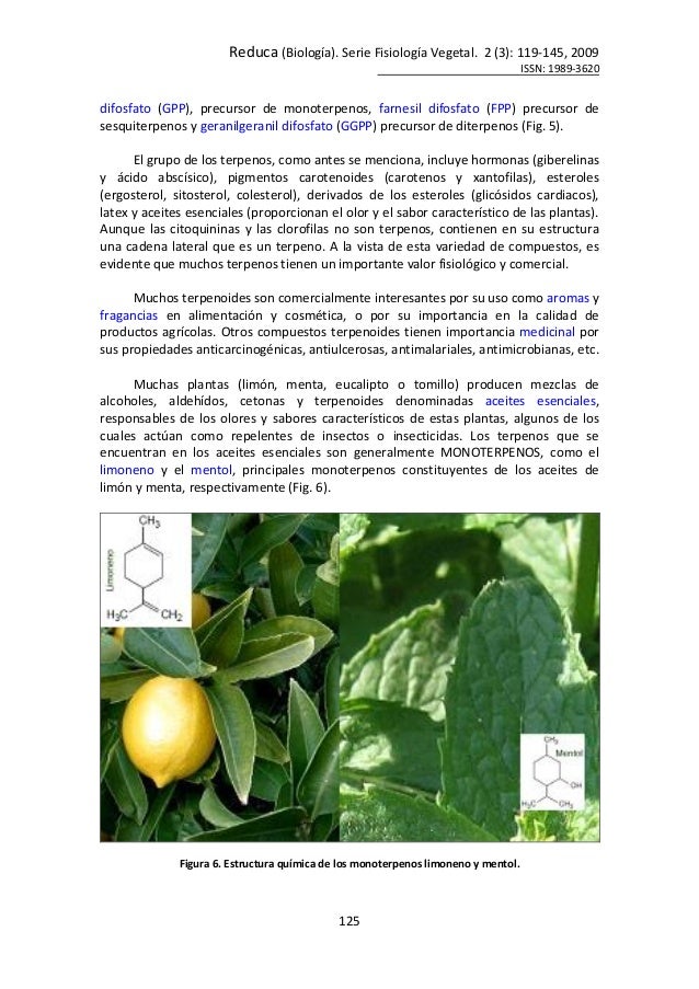 El aceite de oliva y la dieta mediterránea