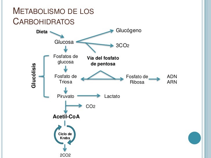 te para quemar grasa abdominal en la noche te para quemar grasa abdominal en la noche
