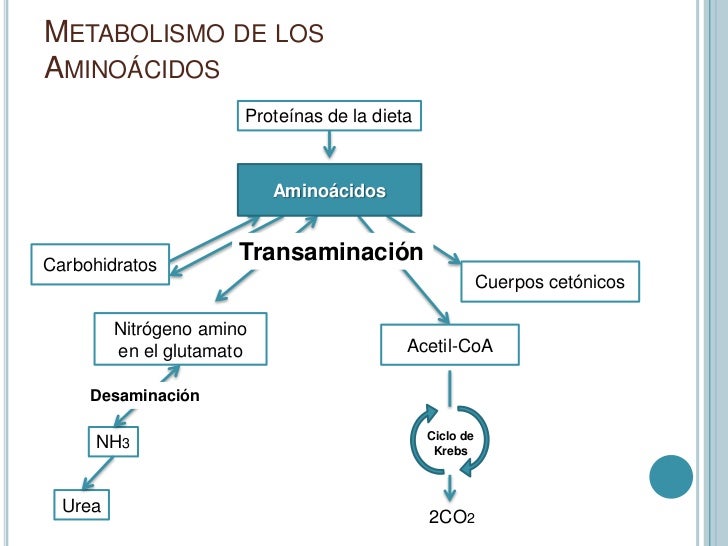 Los mejores consejos para metabolismo glucogeno