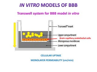 Transwell Model Metabolismo snc | PPTX