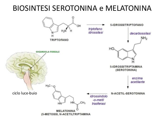 Risultato immagini per melatonina sintesi