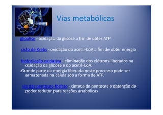 Vias metabólicas

glicólise - oxidação da glicose a fim de obter ATP

ciclo de Krebs - oxidação do acetil-CoA a fim de obter energia

 fosforilação oxidativa - eliminação dos elétrons liberados na
   oxidação da glicose e do acetil-CoA.
.Grande parte da energia liberada neste processo pode ser
   armazenada na célula sob a forma de ATP.

 via das pentoses-fosfato - síntese de pentoses e obtenção de
   poder redutor para reações anabólicas
 