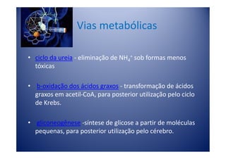 Vias metabólicas

• ciclo da ureia - eliminação de NH4+ sob formas menos
  tóxicas

• b-oxidação dos ácidos graxos - transformação de ácidos
  graxos em acetil-CoA, para posterior utilização pelo ciclo
  de Krebs.

• gliconeogênese -síntese de glicose a partir de moléculas
  pequenas, para posterior utilização pelo cérebro.
 