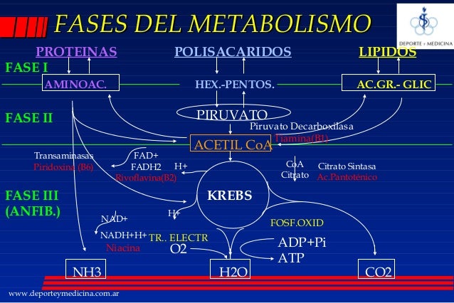 Reasearch en metabolismo del hierro analitica