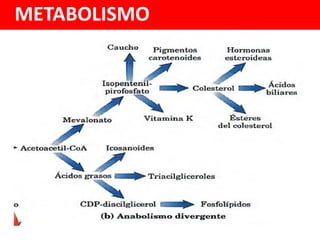METABOLISMO Y BIONERGIA BIOQUIMICA.pdf