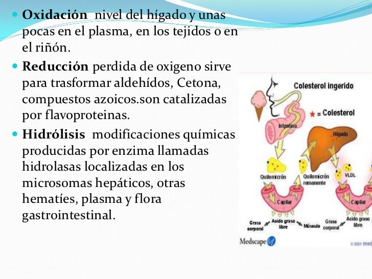 Los mejores consejos para dieta del metabolismo acelerado pdf