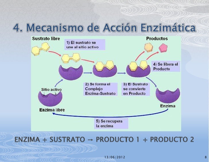 Metabolismo y enzimas