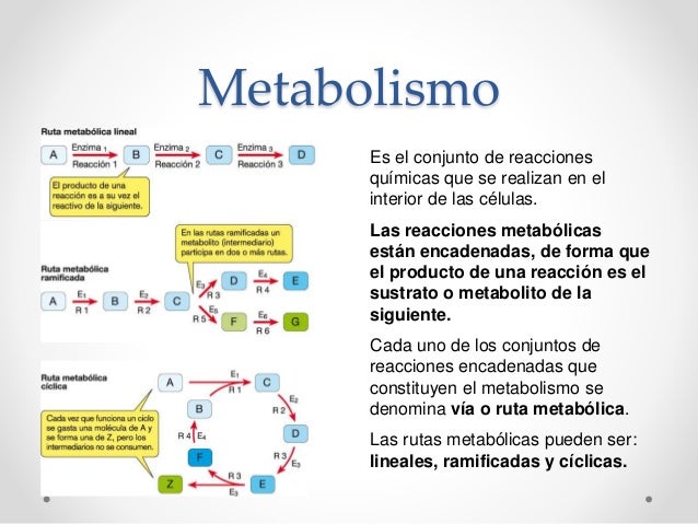 Metabolismo y enzimas
