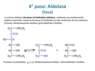 Metabolismo y respiracion celular.pptx