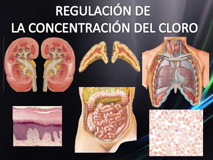 ralentizar metabolismo opciones
