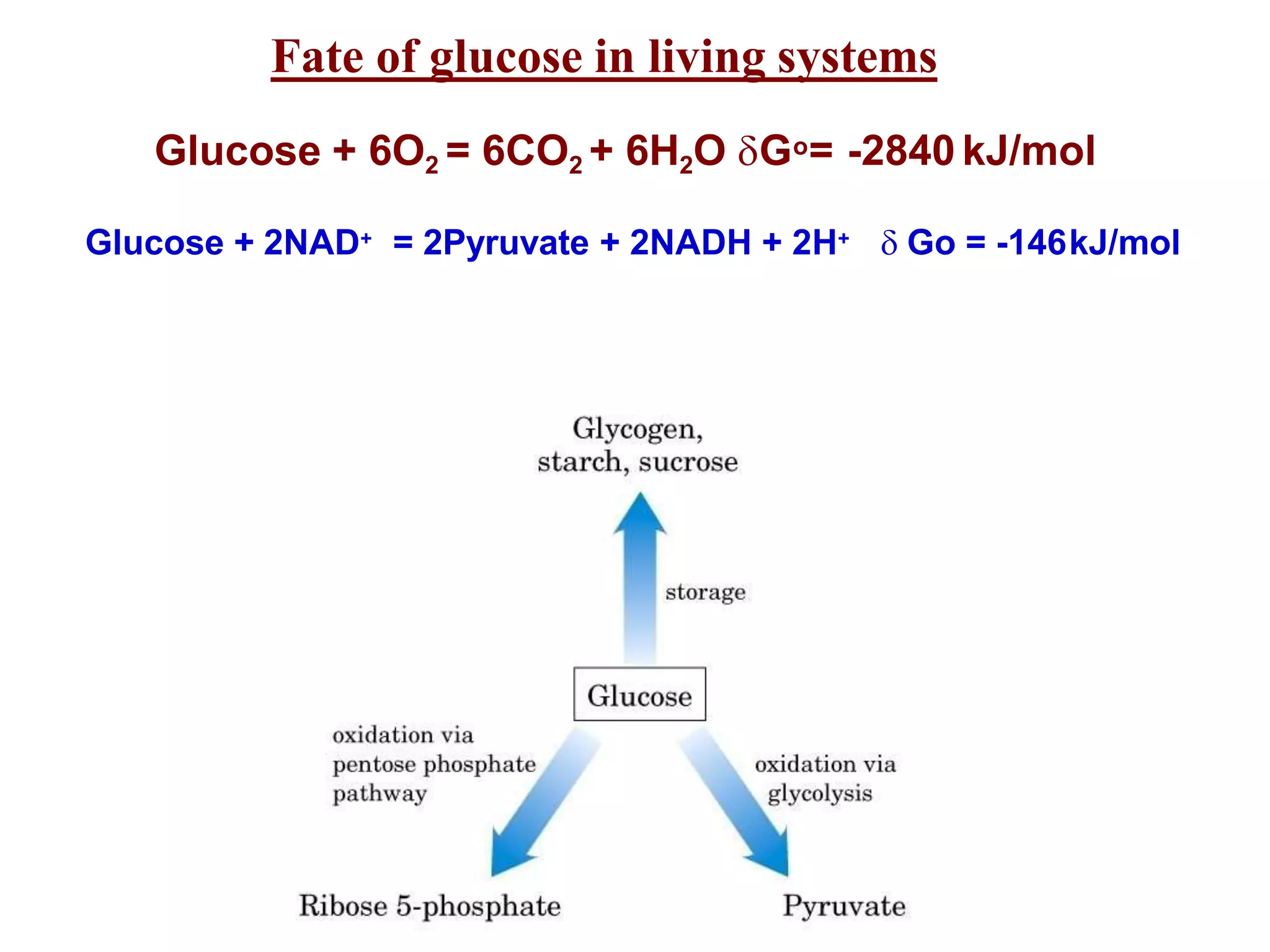 AN OVERVIEW OF BIOCHEMICAL PATHWAYS- SOURCE OF ALL METABOLIC FUEL | PPT