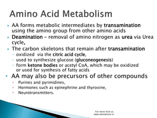  AA forms metabolic intermediates by transamination
using the amino group from other amino acids
 Deamination – removal of amino nitrogen as urea via Urea
cycle,
 The carbon skeletons that remain after transamination
◦ oxidized via the citric acid cycle,
◦ used to synthesize glucose (gluconeogenesis)
◦ form ketone bodies or acetyl CoA, which may be oxidized
or used for synthesis of fatty acids
• AA may also be precursors of other compounds
 Purines and pyrimidines,
 Hormones such as epinephrine and thyroxine,
 Neurotransmitters.
For more Visit us:
www.dentaltutor.in
 