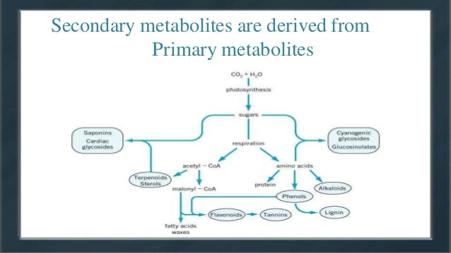 primary and secondary metabolites - Primary AnD SeconDary Metabolites 10 638