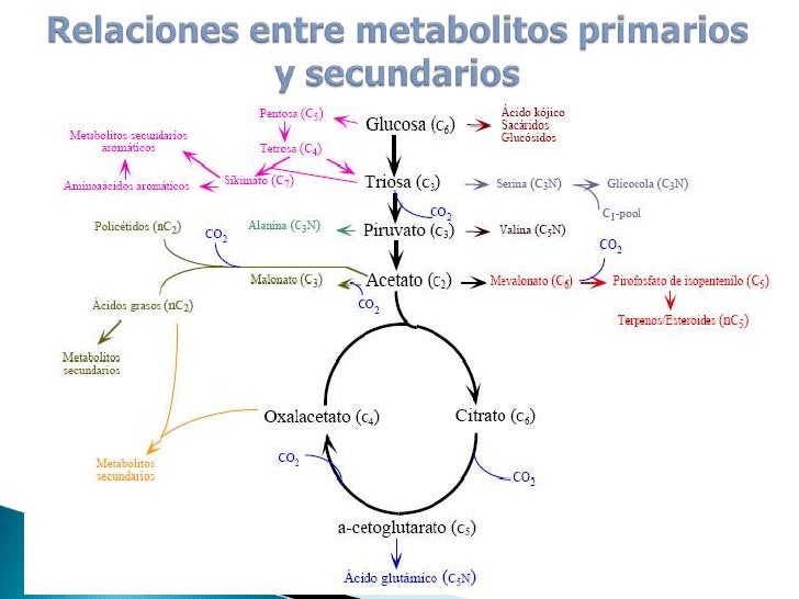 Metabolitos presentacion