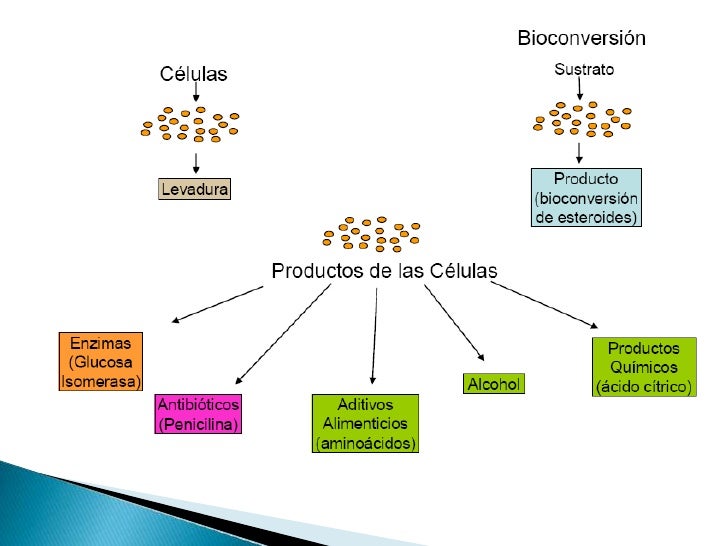 Metabolitos presentacion