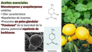 Aceites esenciales:
Monoterpenos y sesquiterpenos
volátiles
• Olor característico
•Repelentes de insectos
•Presentes en pelos glandular
“Previenen” de la toxicidad de la
planta, potencial repelente de
herbívoros
 