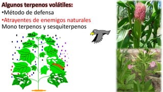 Algunos terpenos volátiles:
•Método de defensa
•Atrayentes de enemigos naturales
Mono terpenos y sesquiterpenos
 