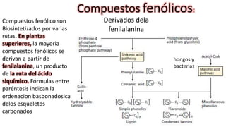 Compuestos fenólicos:
Compuestos fenólico son
Biosintetizados por varias
rutas. En plantas
superiores, la mayoría
compuestos fenólicos se
derivan a partir de
fenilalanina, un producto
de la ruta del ácido
siquímico. Fórmulas entre
paréntesis indican la
ordenacion basbonadosica
delos esqueletos
carbonados
Derivados dela
fenilalanina
hongos y
bacterias
 